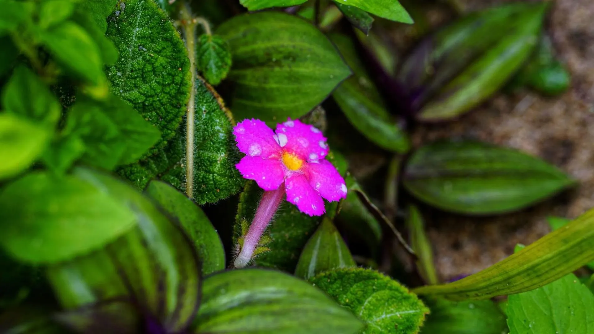 Bed & Breakfast Sigiri Saat Cabana Sigiriya
