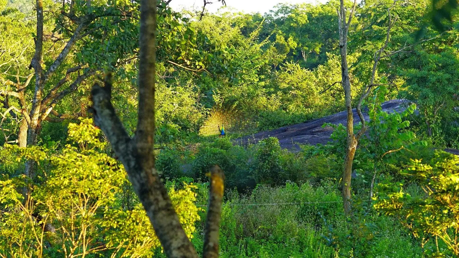 Sigiri Saat Cabana Sigiriya