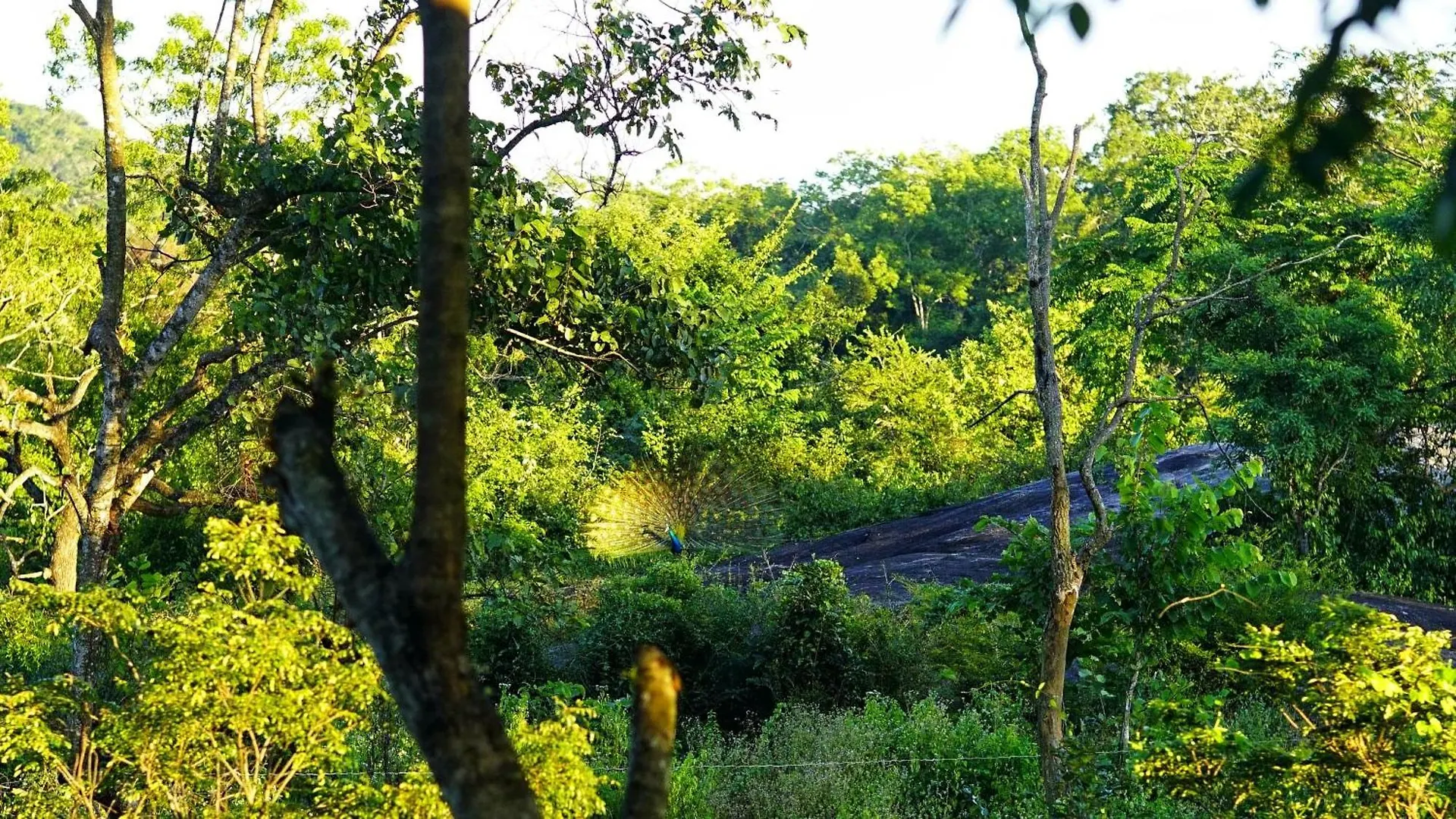 Sigiri Saat Cabana Sigiriya Bed & Breakfast